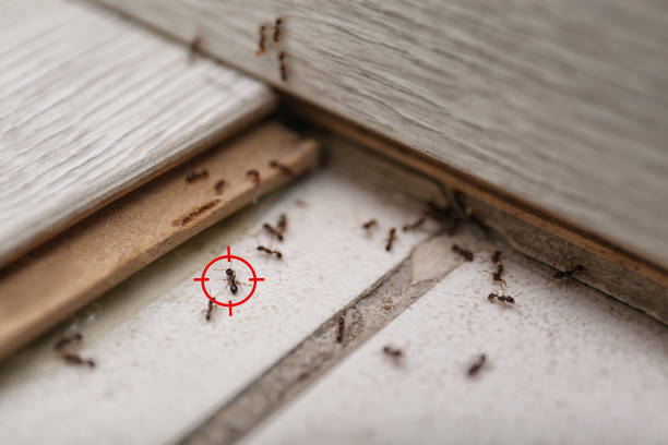 Best Pest Inspection Near Me  in Arkwright, SC
