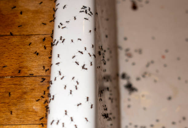 Best Cockroach Control Services  in Arkwright, SC