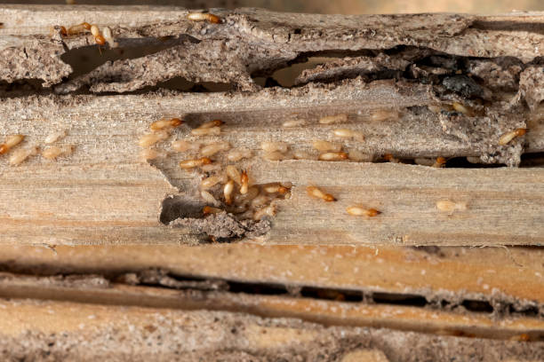 Best Emergency Pest Control  in Arkwright, SC