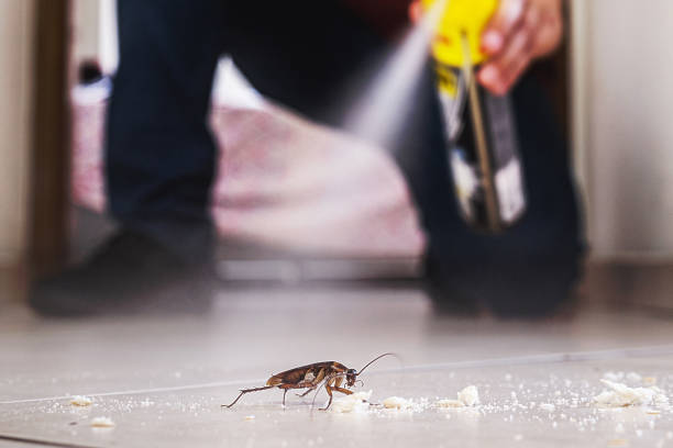 Best Flea Control Services  in Arkwright, SC